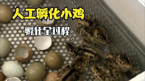 人工小鸡孵化过程视频